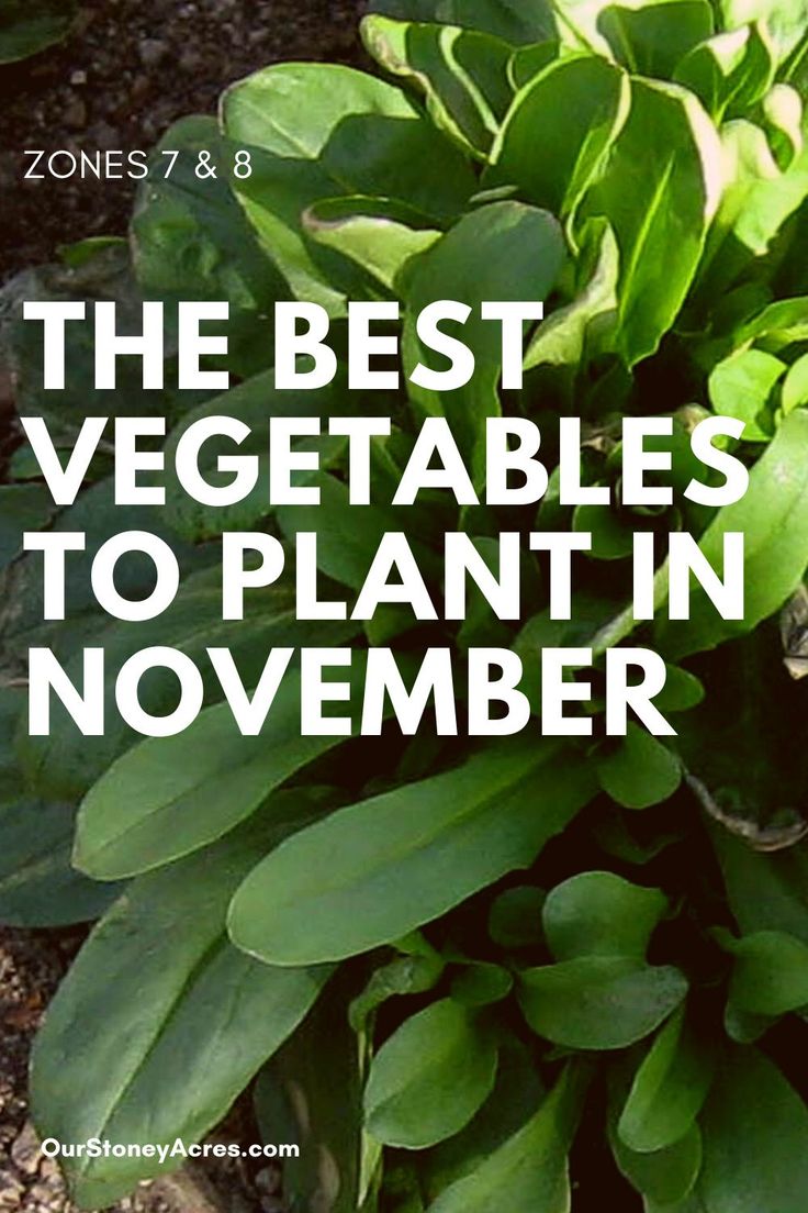 the best vegetables to plant in november