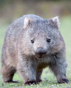 a small brown bear standing on top of a grass covered field