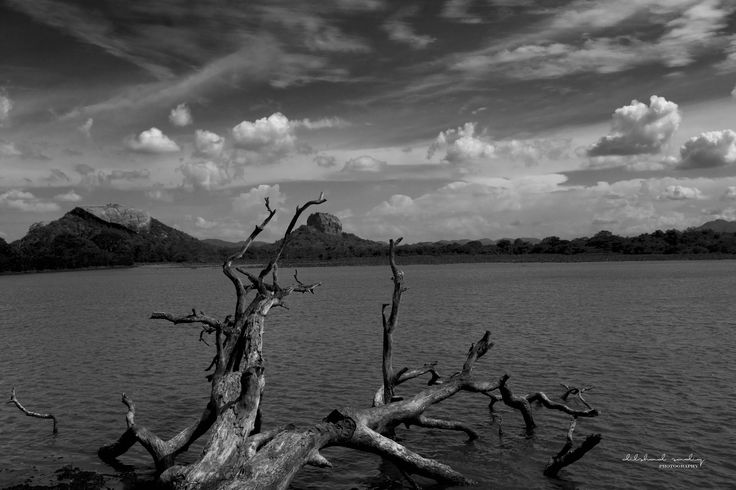 black and white photograph of dead tree in water with mountains in the backgroud