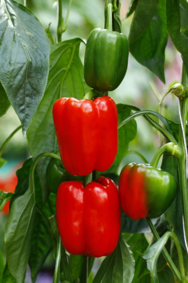 three red and green peppers growing on a plant