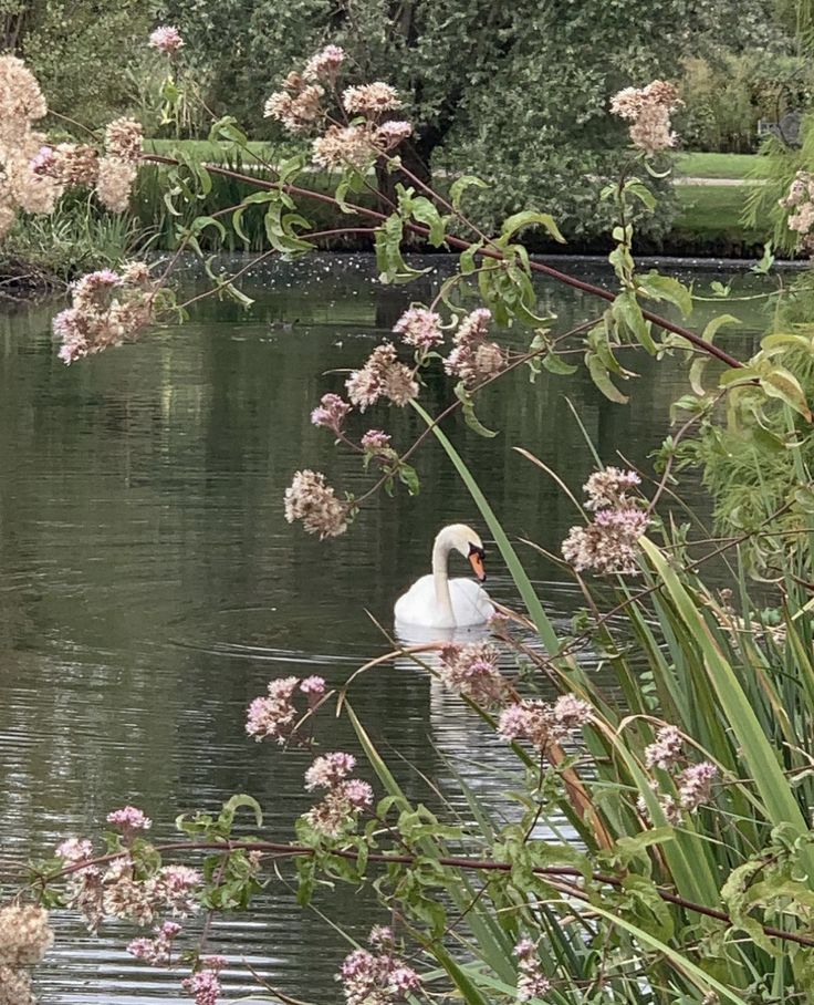 a swan swimming in the middle of a lake surrounded by pink flowers and greenery