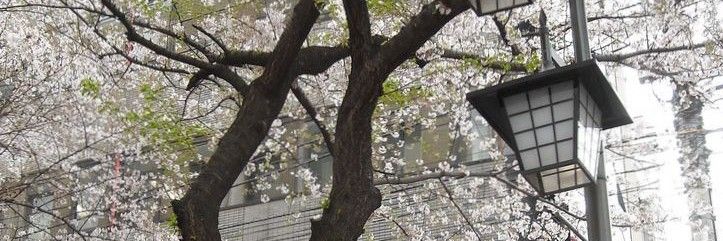 a tree with lots of white flowers in front of a building and street light on the corner