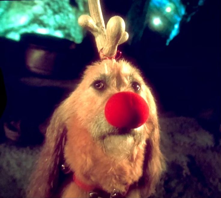 a close up of a dog with a red nose and reindeer antlers on it's head