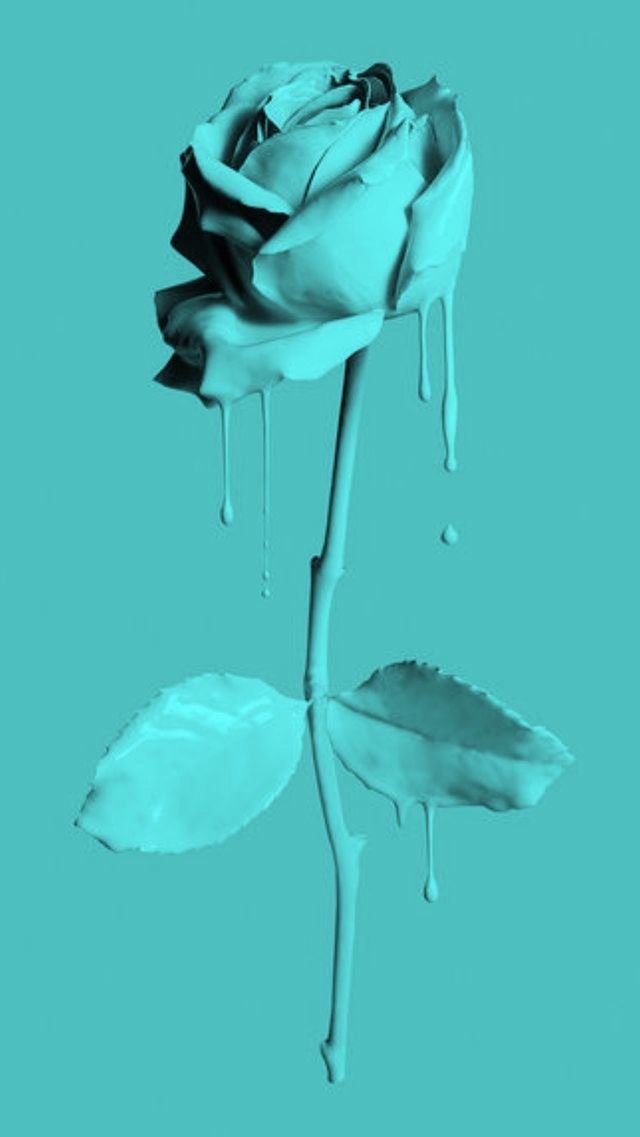 a single white rose with drops of water on it's petals, against a blue background