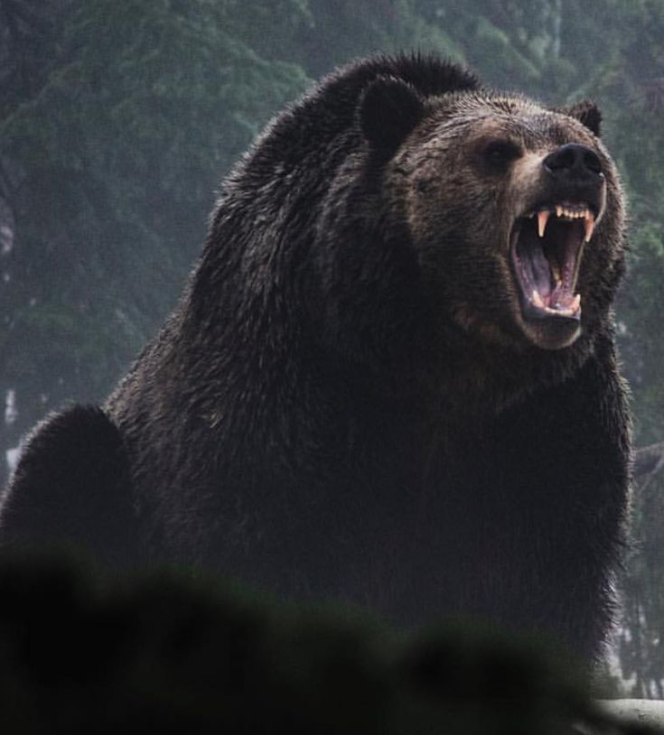 a large brown bear with its mouth open and it's teeth wide open in front of some trees