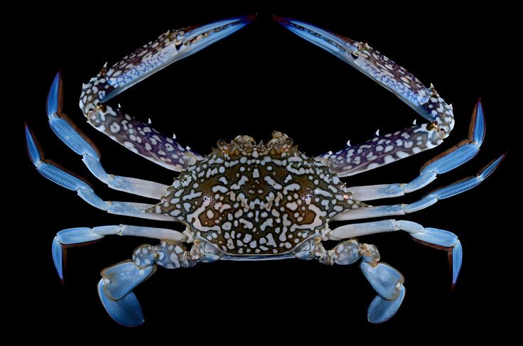 a blue and white crab on a black background