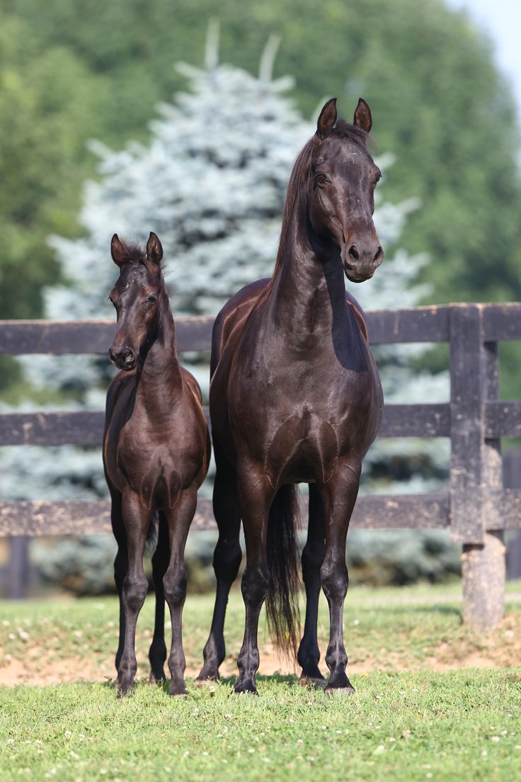 two brown horses standing next to each other