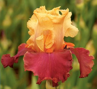 a large red and yellow flower in a field