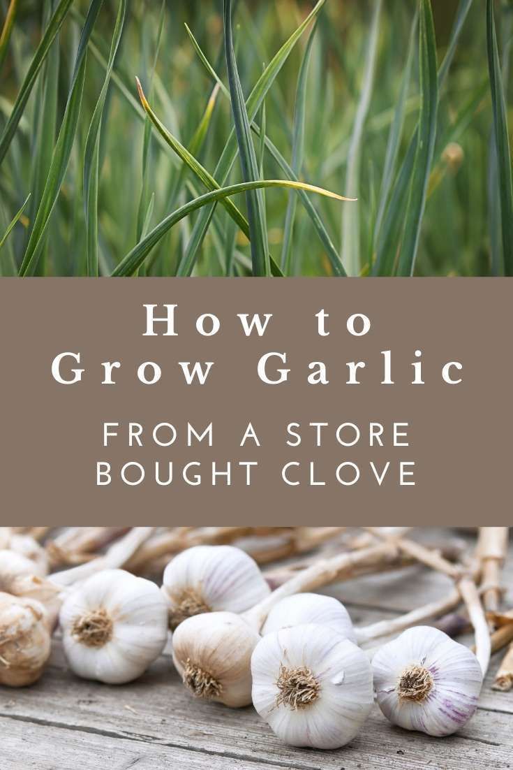 garlic growing in the garden with text overlay reading how to grow garlic from a store bought