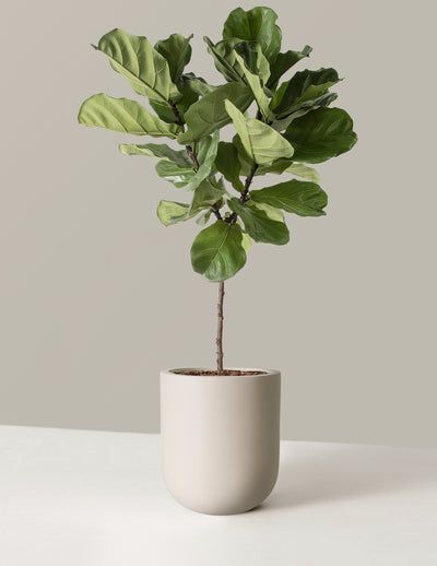 a potted plant with large green leaves in it's center, on a white surface