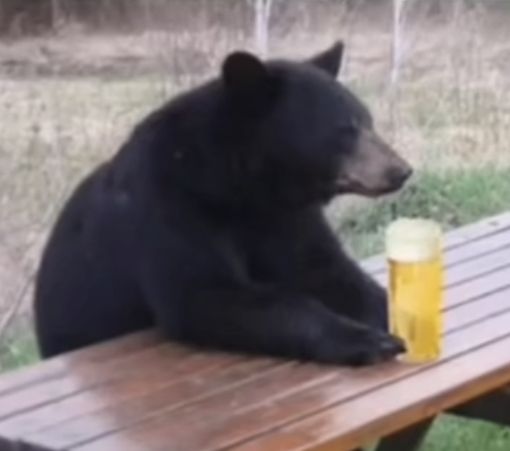 a large black bear sitting at a picnic table with a beer in it's hand