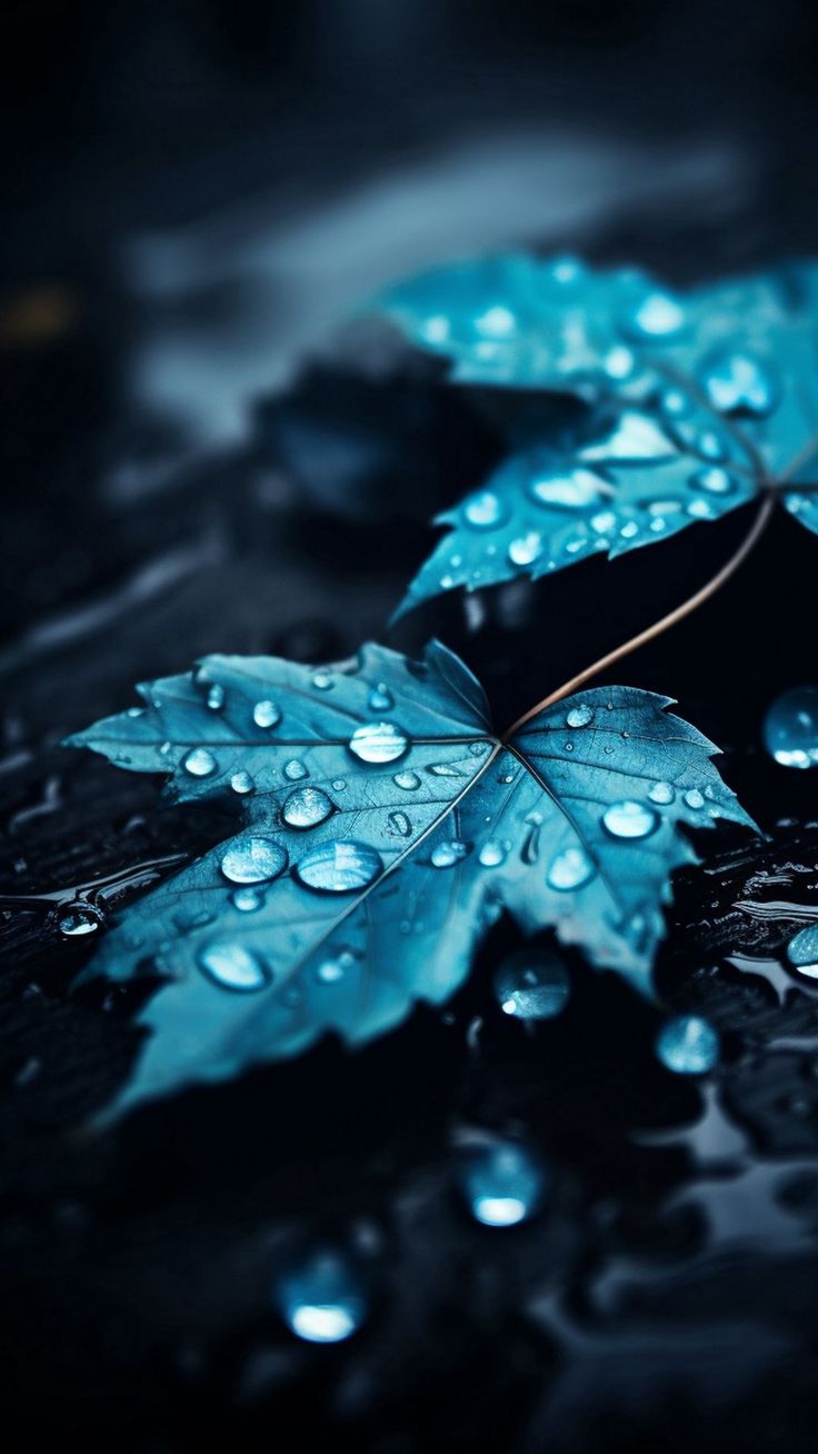 some water droplets are on the leaves of a plant that is laying on the ground