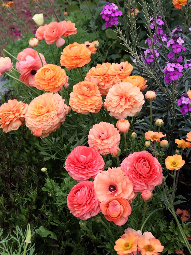 an assortment of colorful flowers in a garden