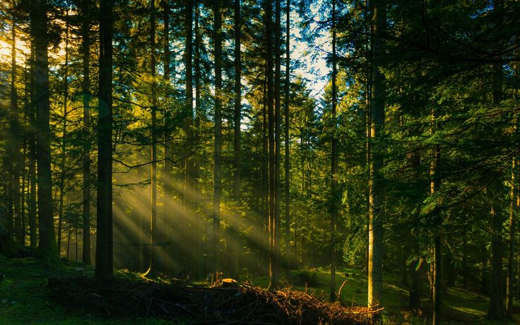 sunlight shining through the trees in a forest