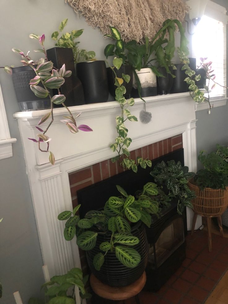 there are many potted plants on the fireplace mantel