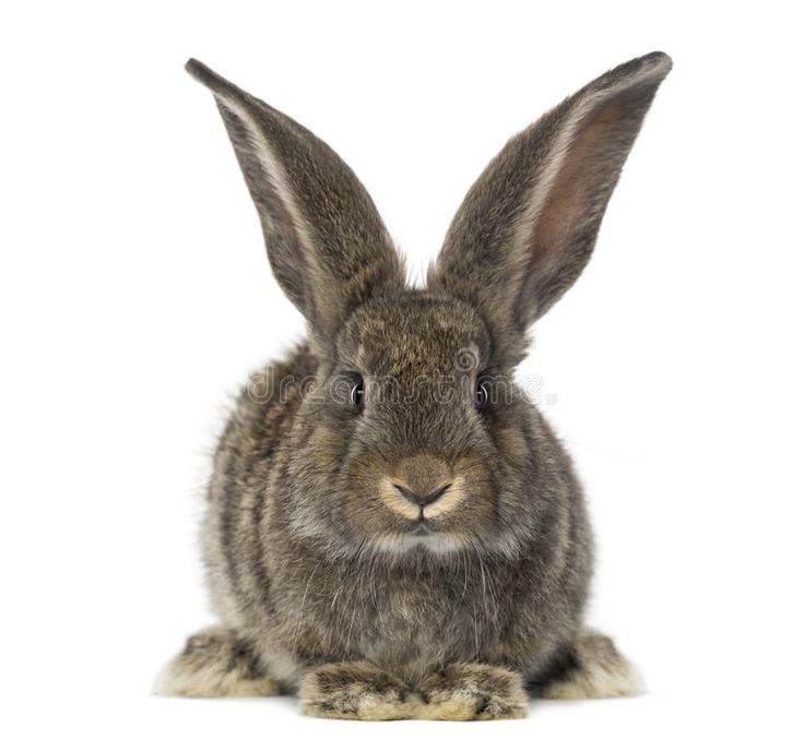 a rabbit sitting down looking at the camera on a white background royalty images and clippings