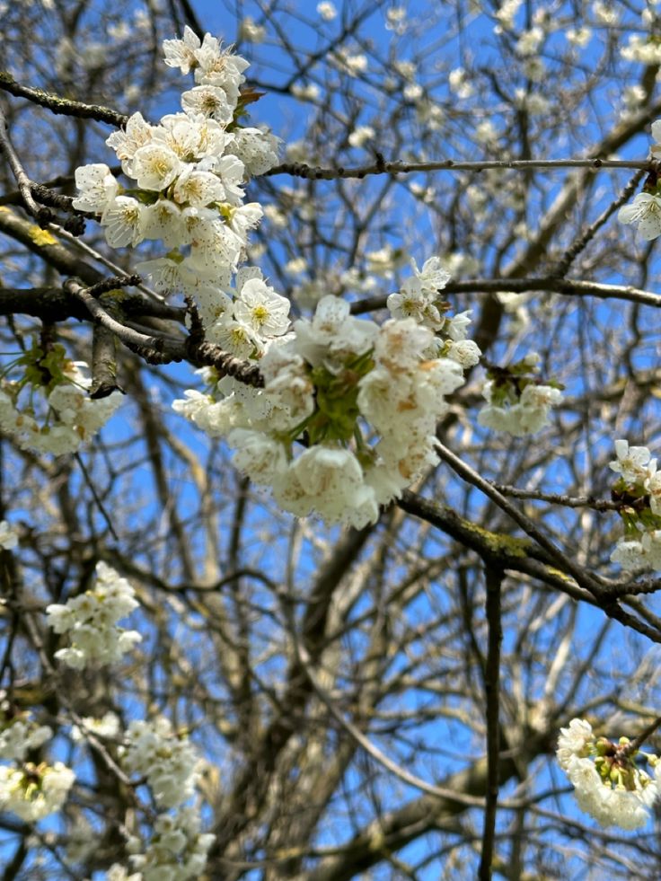 white flowers are blooming on the branches of trees in front of a blue sky