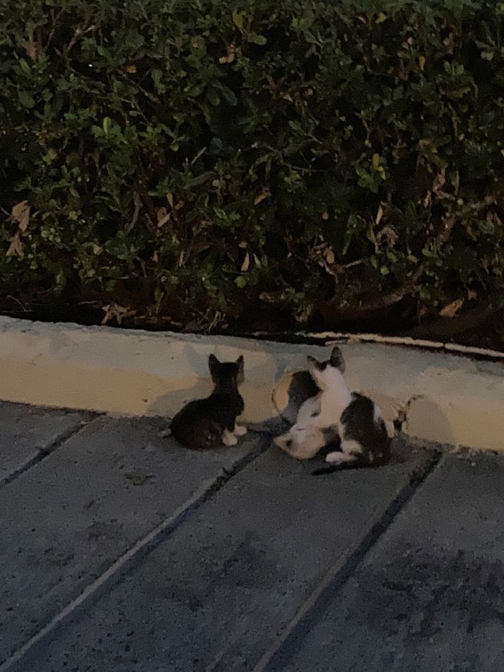 two cats sitting on the ground next to each other in front of some bushes and shrubbery