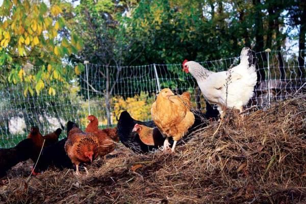 chickens and roosters in a fenced off area with hay on the ground near trees