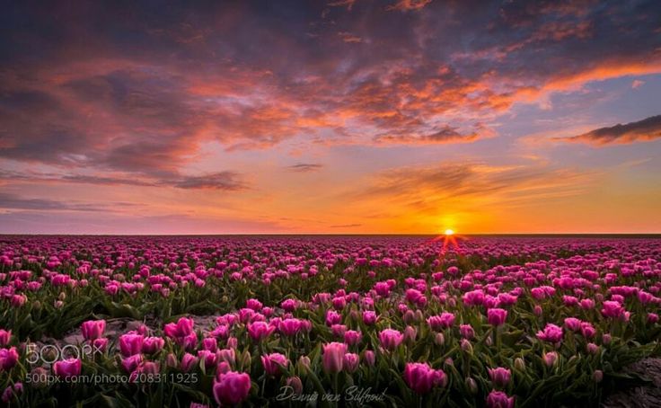 the sun is setting over a field of tulips with pink flowers in bloom