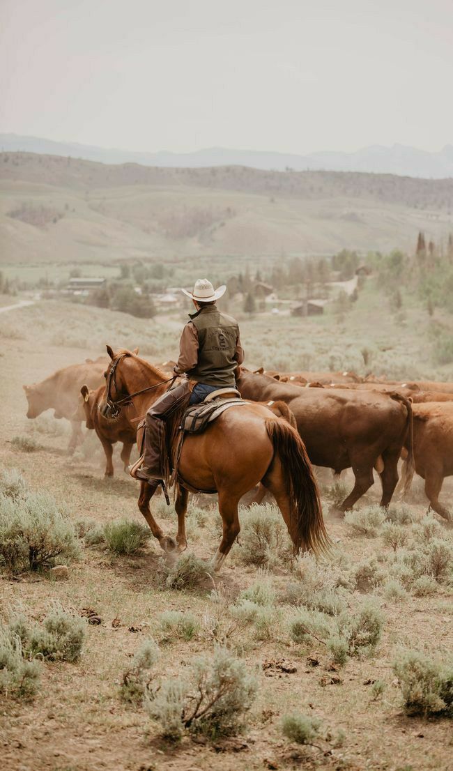 a man riding on the back of a brown horse next to a herd of cattle