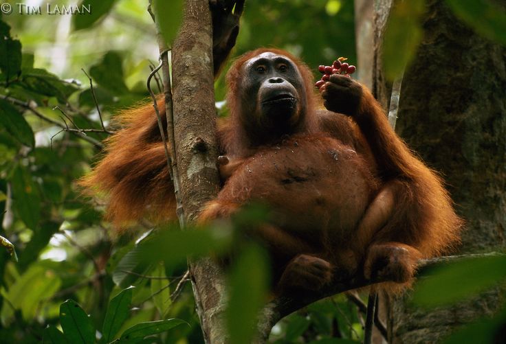 an orangutan hanging from a tree eating berries