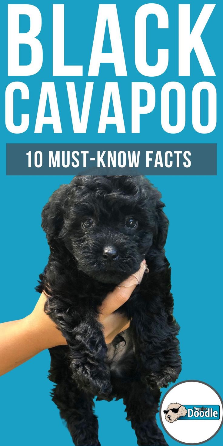 the black cavapooo dog is being held up by someone's hand