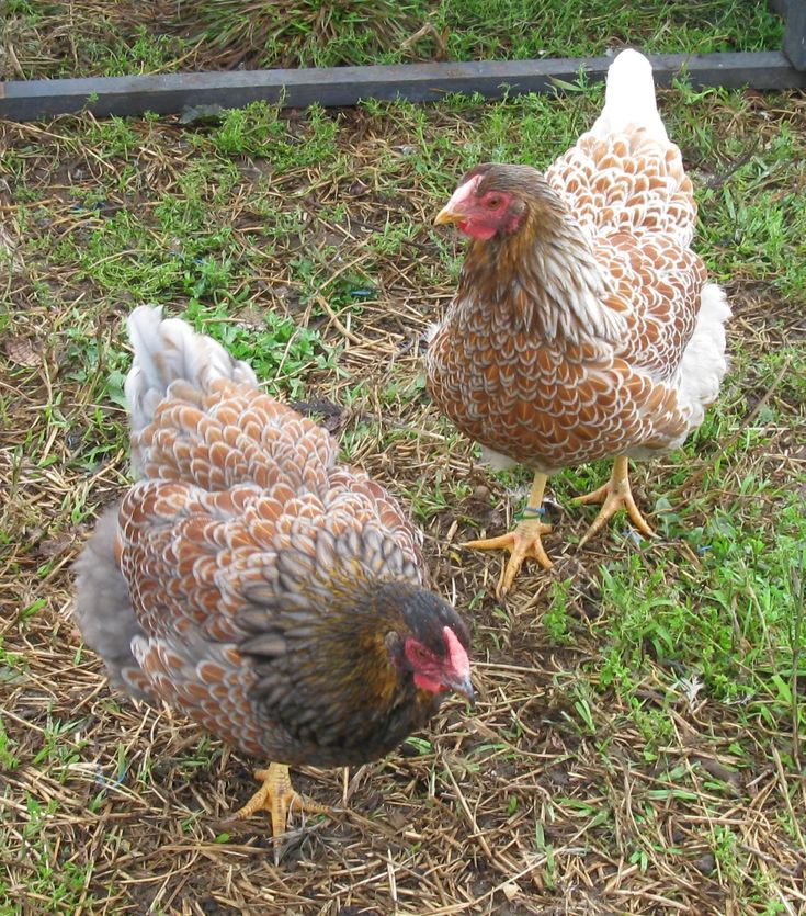 two chickens standing in the grass next to each other