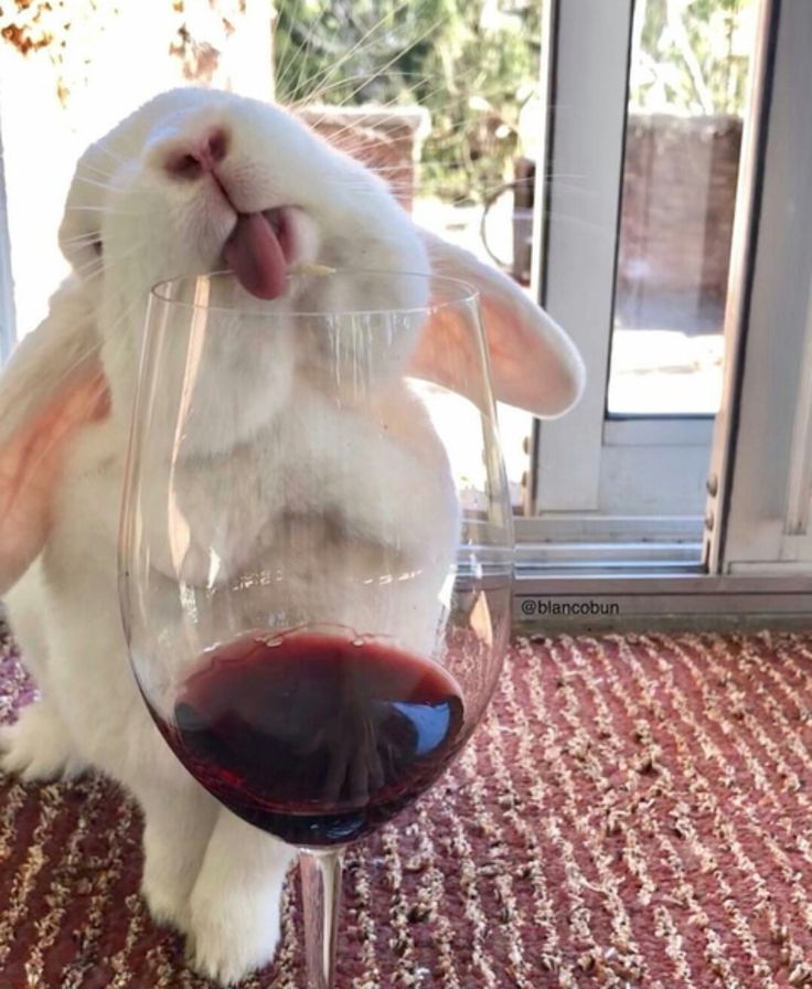 a white rabbit sitting in front of a glass of wine with it's nose sticking out