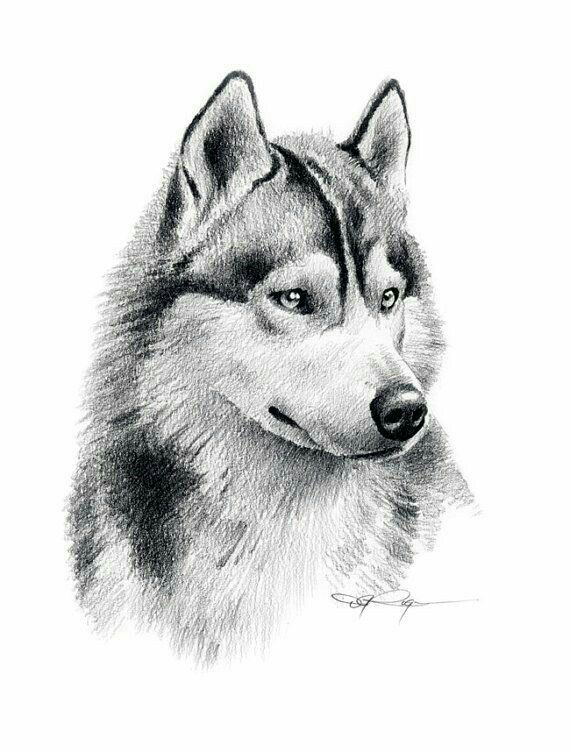 a pencil drawing of a husky dog