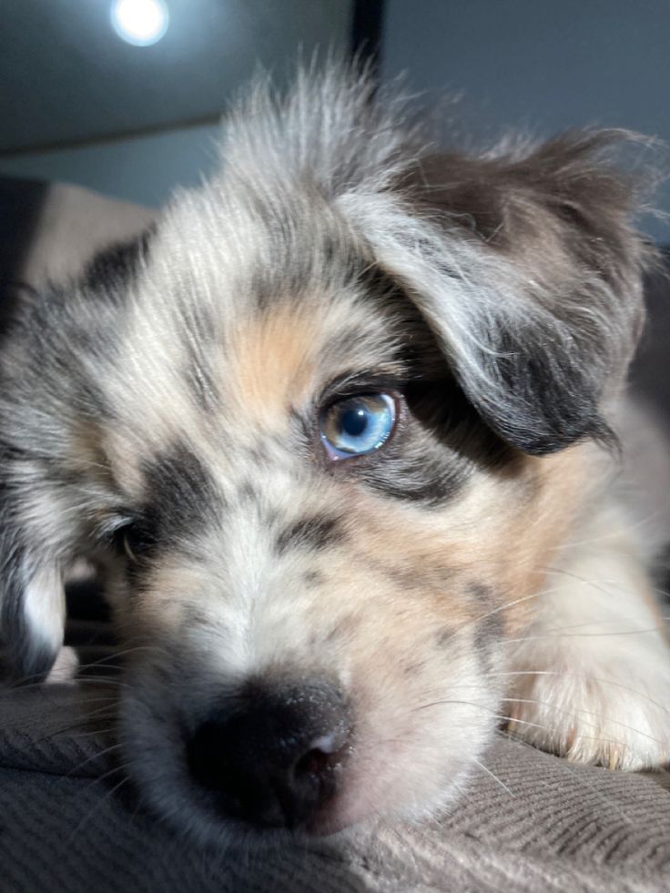 a dog with blue eyes laying on a couch