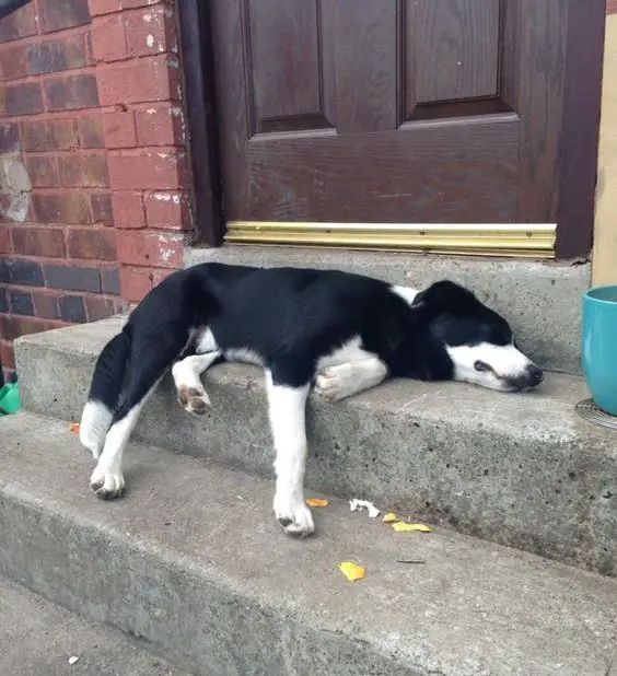 a black and white dog laying on steps next to a door