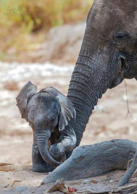 an adult elephant standing next to a baby elephant