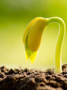 a plant sprouting from the ground with dirt