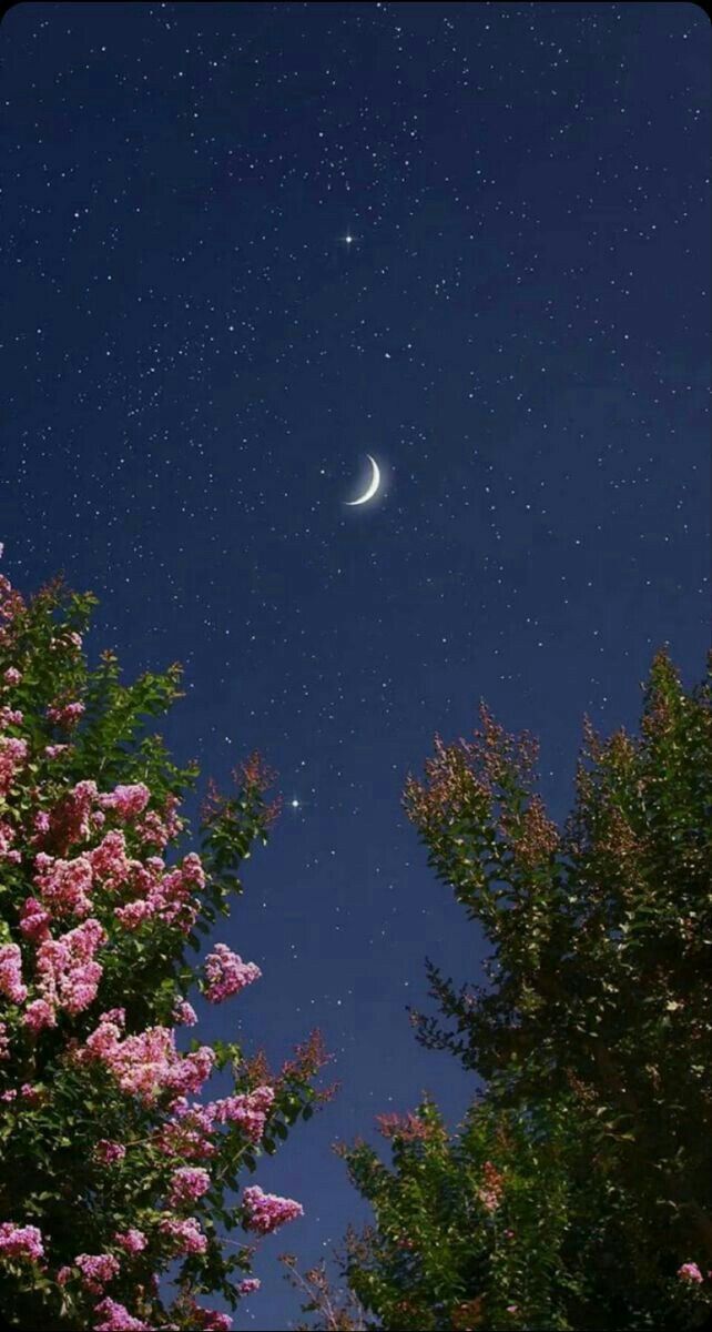 the night sky is full of stars and pink flowers, as well as a crescent