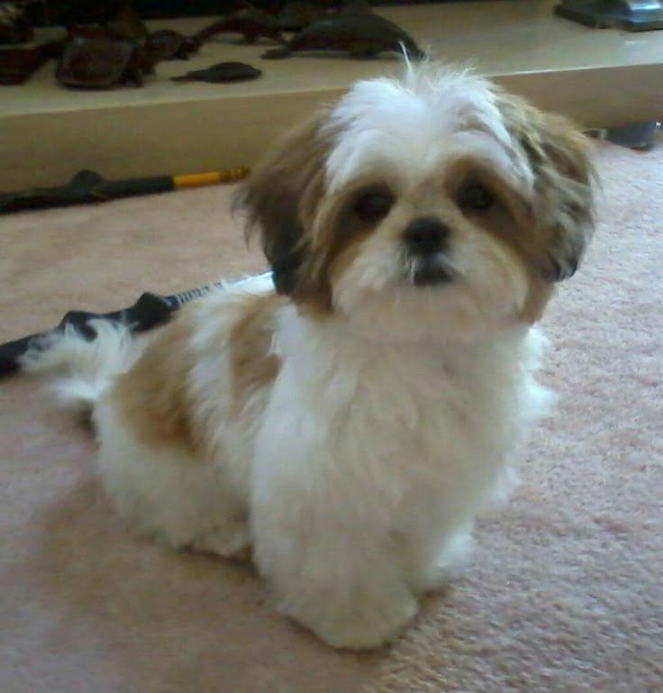 a small brown and white dog sitting on the floor