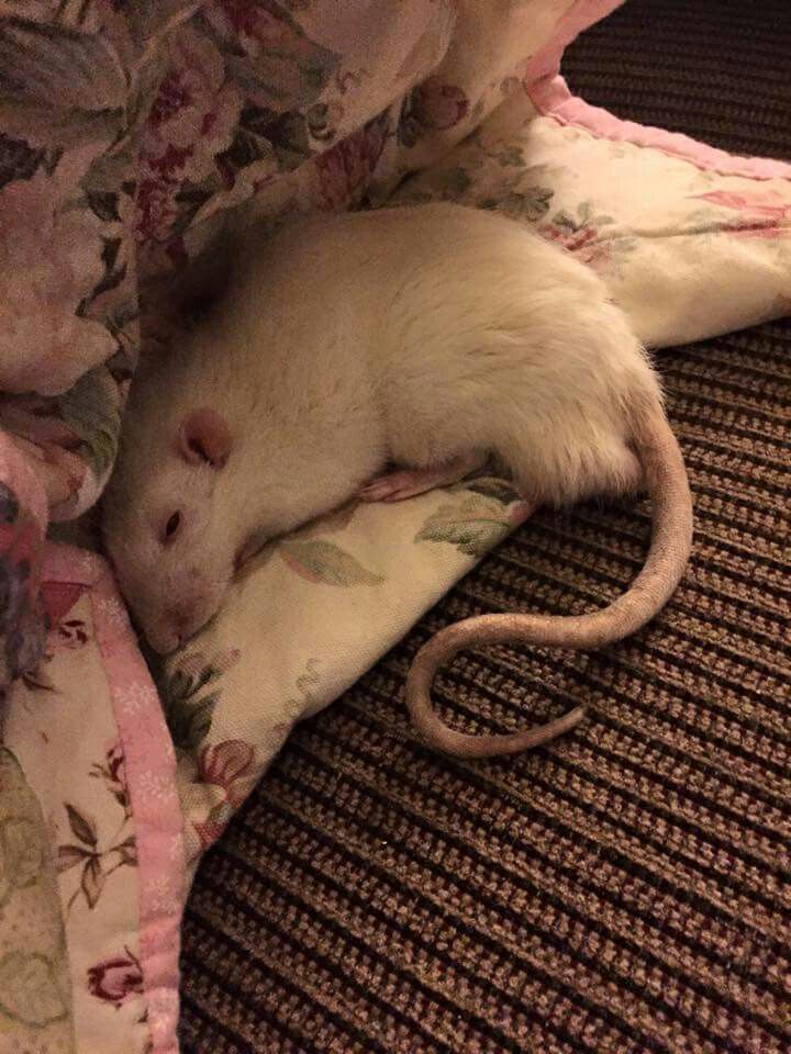 a white rat is curled up on a blanket