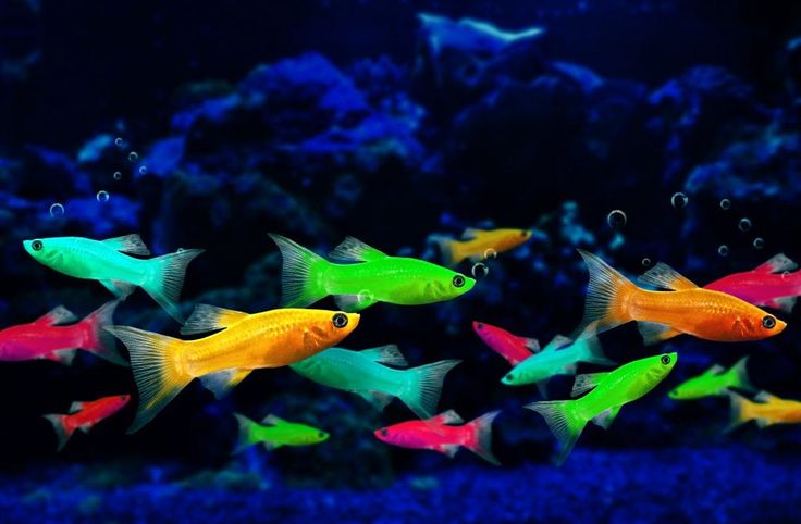 many colorful fish swimming in an aquarium with blue water and green algae on the bottom