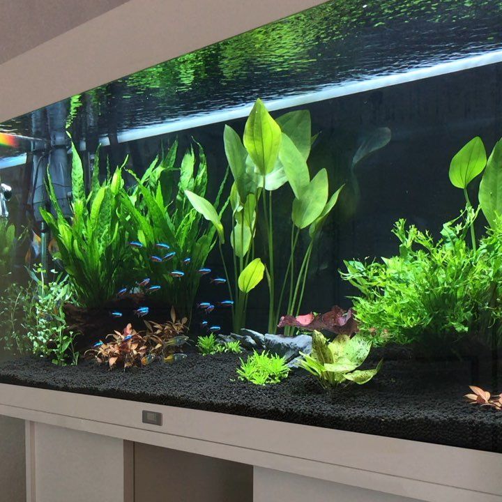 a fish tank filled with plants and other aquatic items in front of a wall mounted aquarium