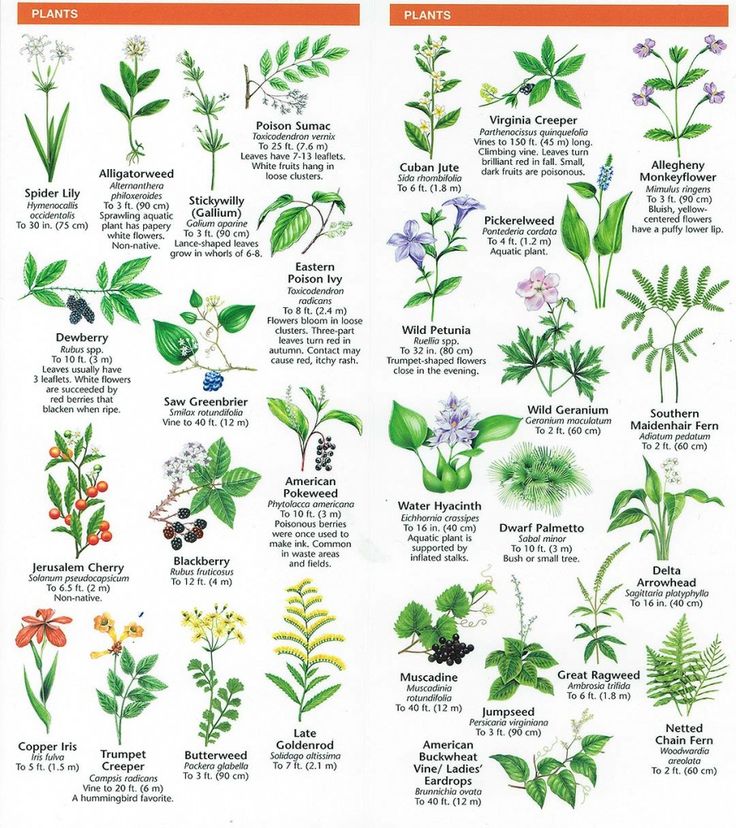 a poster with different types of plants and flowers on it's sides, all labeled in