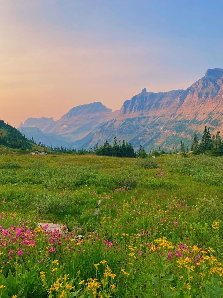 an open field with flowers and mountains in the background