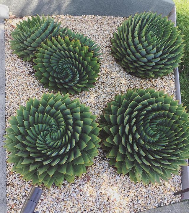 three green plants sitting on top of gravel