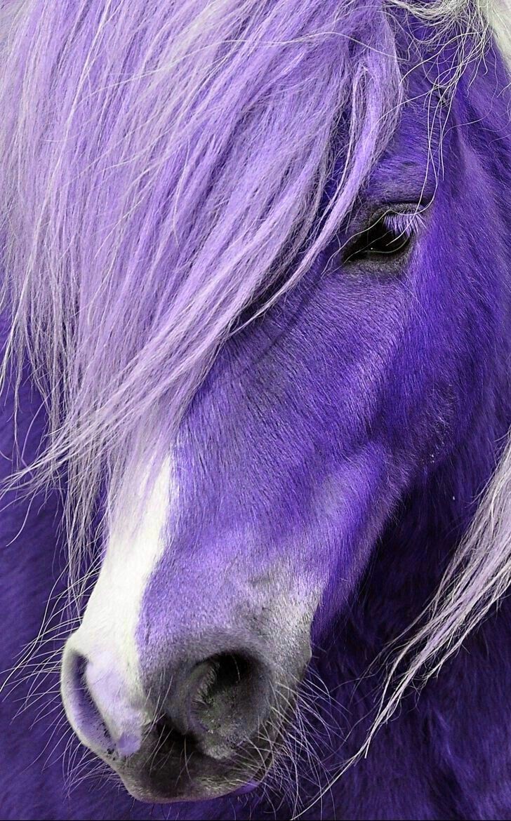 a close up of a purple horse with white manes and hair blowing in the wind