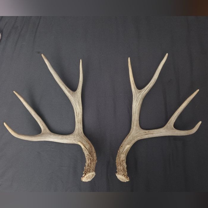 two deer antlers on a black background