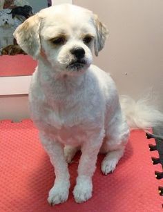 a small white dog sitting on top of a red mat in front of a mirror