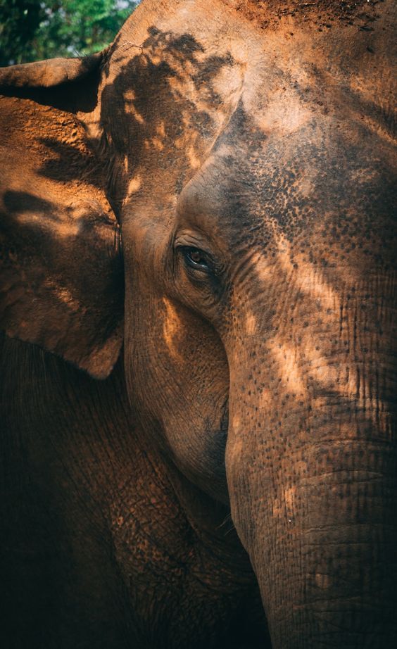 an elephant standing in front of some trees