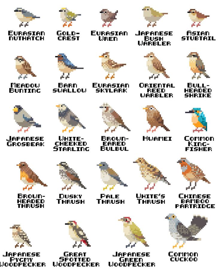 cross stitch chart with different types of birds on each side and the names of them