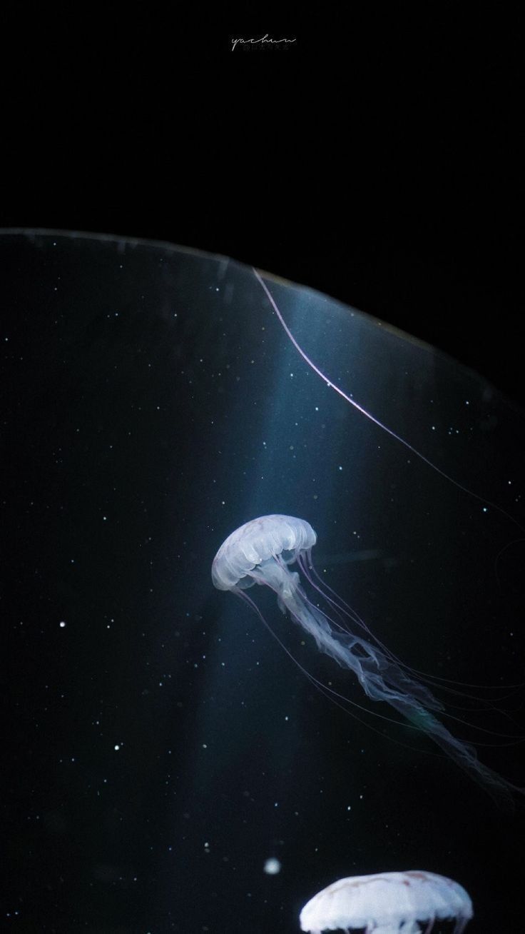 two jellyfish swimming in an aquarium with light coming from the water's surface