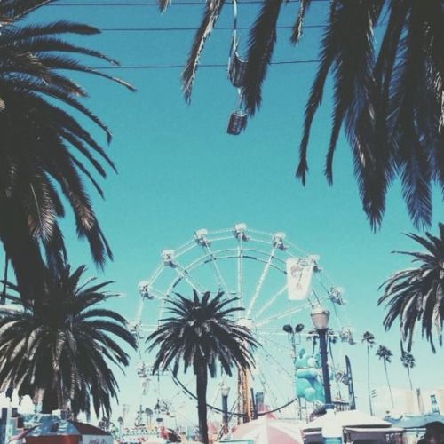 palm trees and ferris wheel in an amusement park