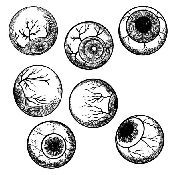 an eyeball with different parts in black and white stock photo - 548972